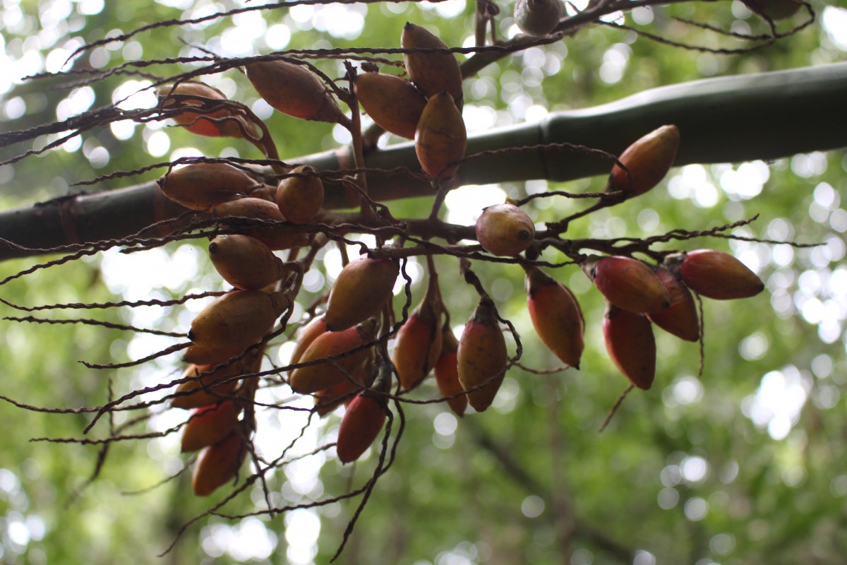 Areca concinna Thwaites